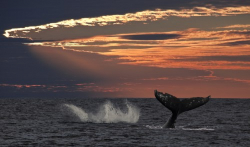 £5000得主大卫·亨德森鼓舞人心的旅程格兰特遵循灰鲸周期从阿拉斯加到墨西哥